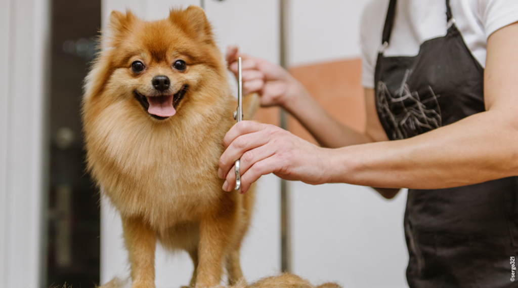 toilettage chien chiot canin soin spitz
