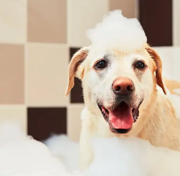 chien bain soin salon toilettage détente
