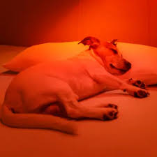 lumière soin luminothérapie chien canin détente bien-être